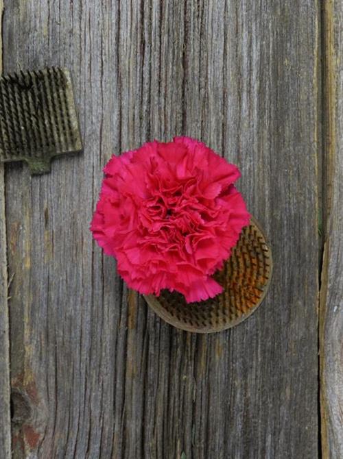 BIZET HOT PINK CARNATIONS